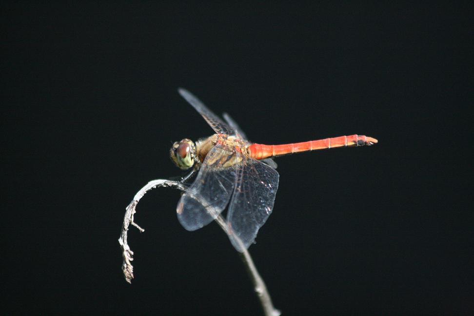 秋ですね アキアカネ&柿_a0107574_21142014.jpg
