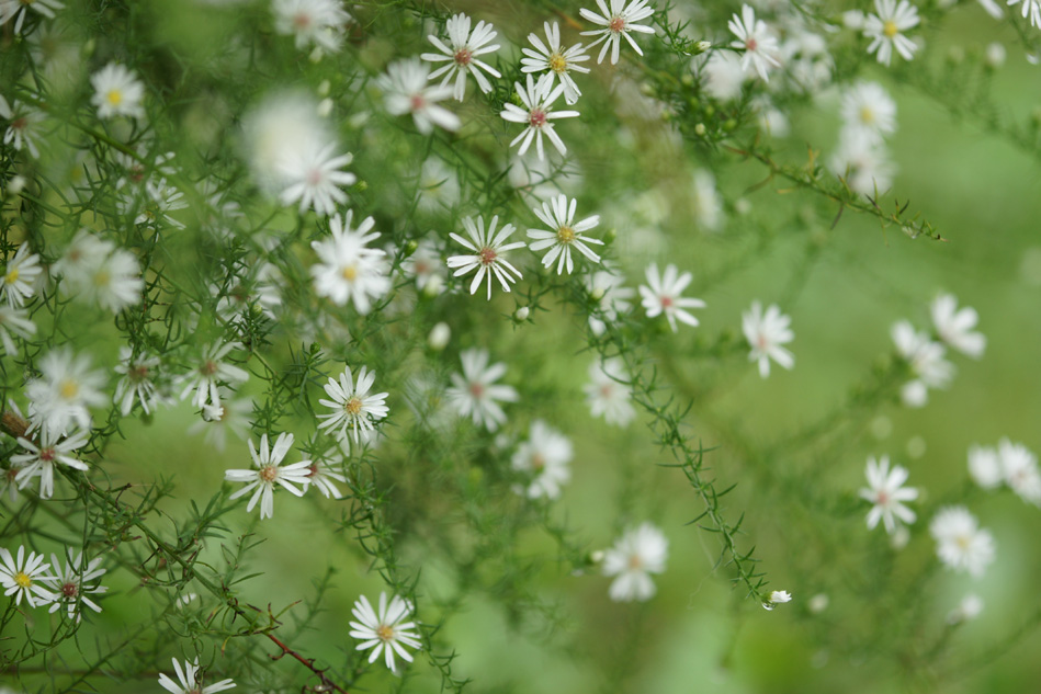 思い出に霞む花_f0063686_2303178.jpg