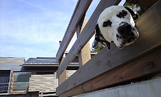 c0039501_15361569.jpg