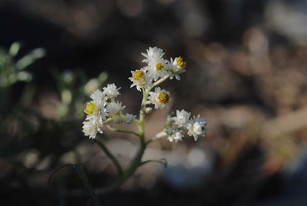 たくあん　カワラハハコ 植物図鑑:カワラハハコ（2）