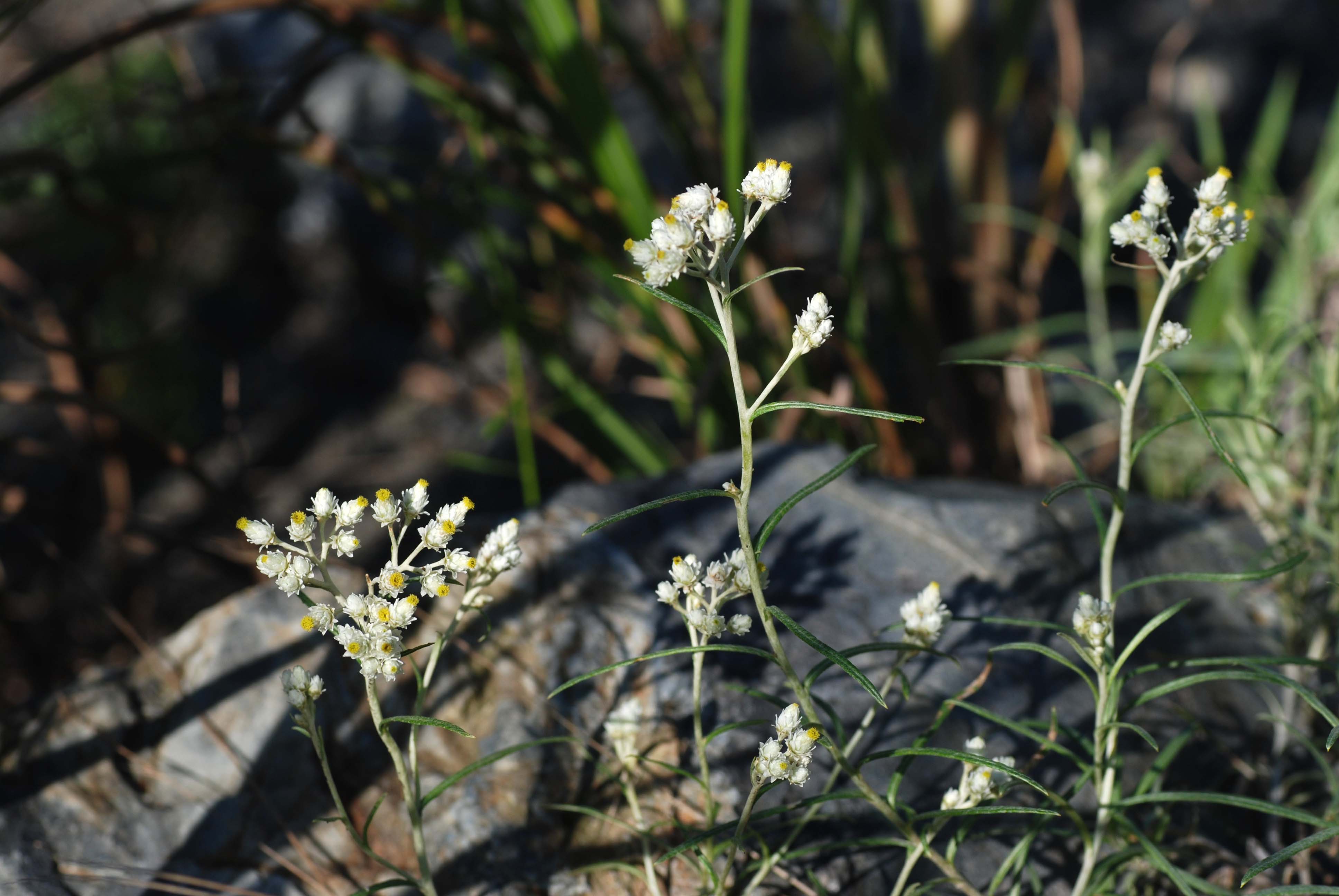 カワラハハコ （キク科） : 私の植物観察日記