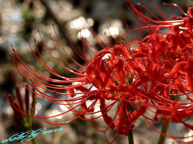 ヒガンバナ・・・Lycoris radiata・・・（1）_d0129108_15553455.jpg