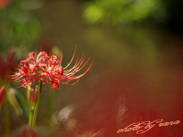 ヒガンバナ・・・Lycoris radiata・・・（1）_d0129108_15565811.jpg