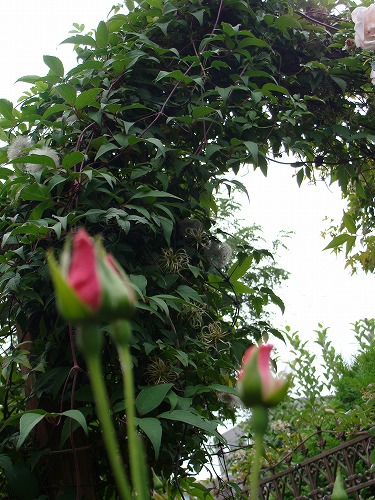 f0170524_11521279.jpg