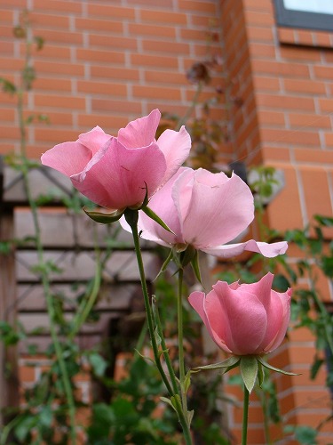 f0170524_11521931.jpg
