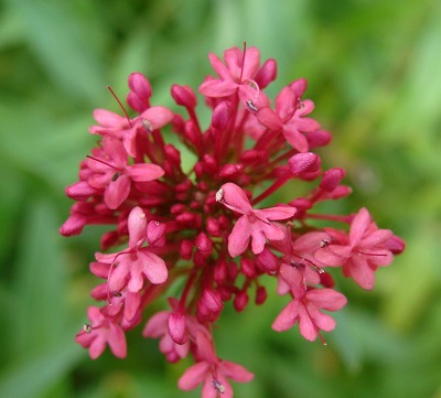 f0170524_1251165.jpg