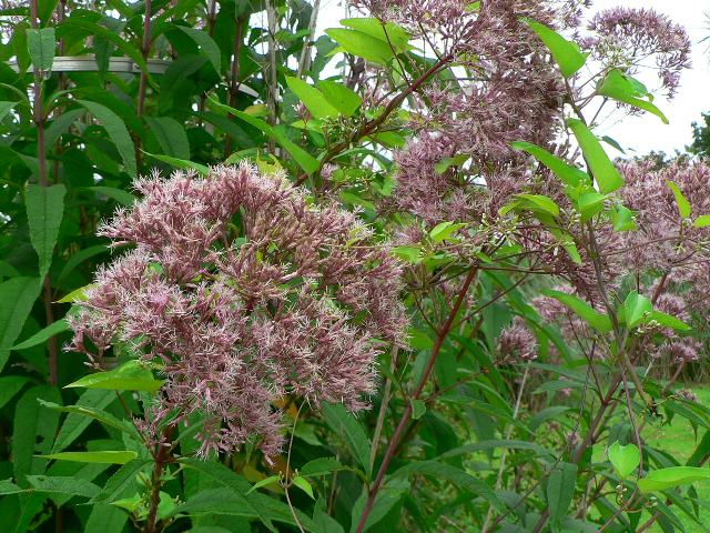 紫鵯花（ムラサキヒヨドリバナ） : 花の仲間調べ