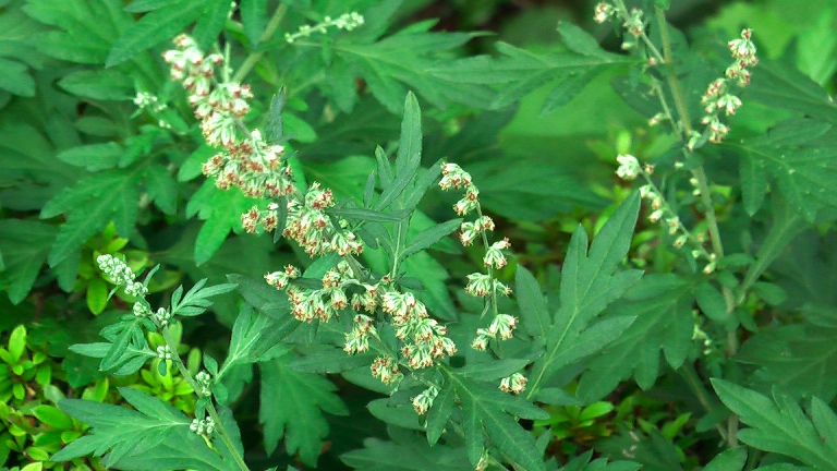 草餅の葉っぱ 花はくしゃみのもと よもぎ Kotokoto花日記