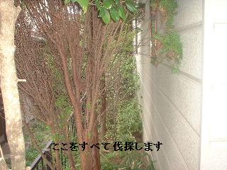 植木伐採 & 修理作業_f0031037_22243389.jpg