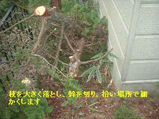 植木伐採 & 修理作業_f0031037_22251425.jpg