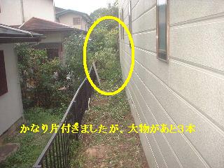 植木伐採 & 修理作業_f0031037_22262177.jpg