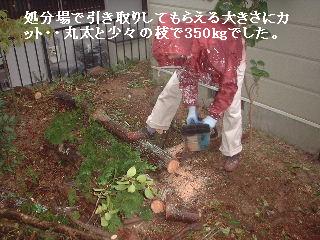 植木伐採 & 修理作業_f0031037_2227320.jpg