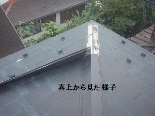 植木伐採 & 修理作業_f0031037_22373835.jpg