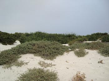 e0120938_345987.jpg