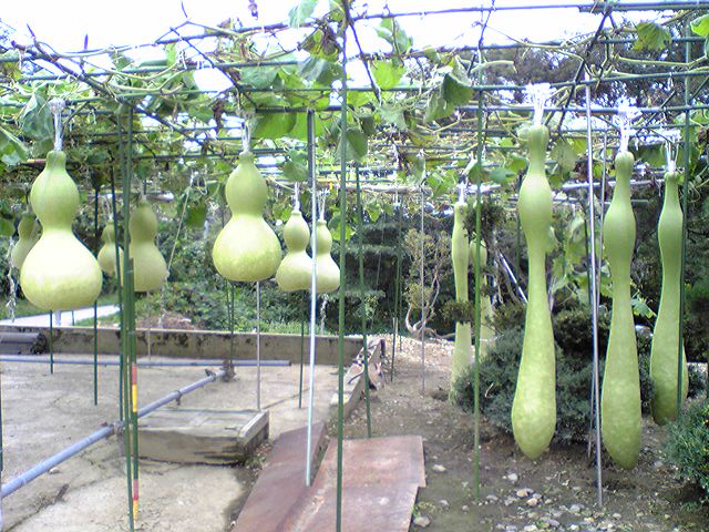 「瓢箪」です_f0081443_218869.jpg
