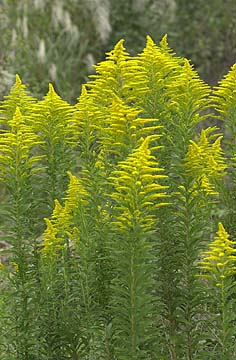 e0130657_171197.jpg