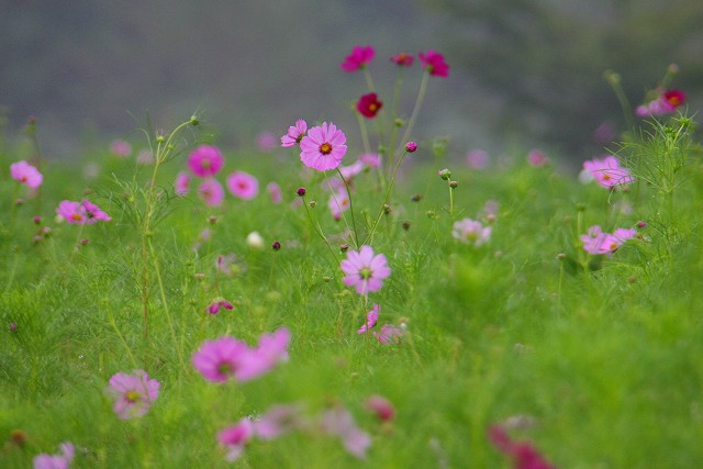 秋桜と・・・。_f0079157_21494411.jpg