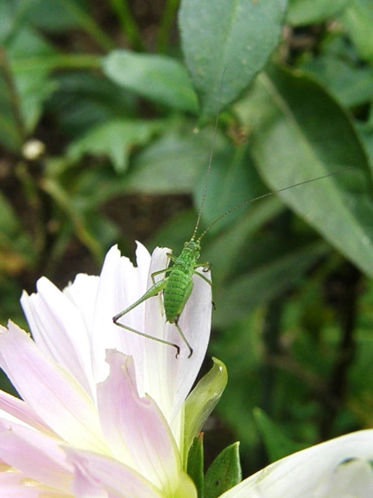 旅のお土産（8）…秋色の花たちと、幼いバッタたち_e0064158_1325538.jpg