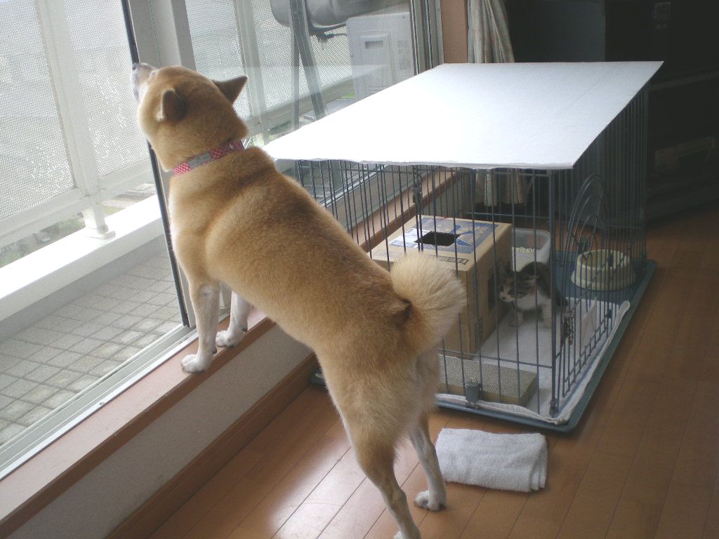 2008年9月25日(木)心ちゃんが愛ちゃんに・・・!_f0060461_15204759.jpg