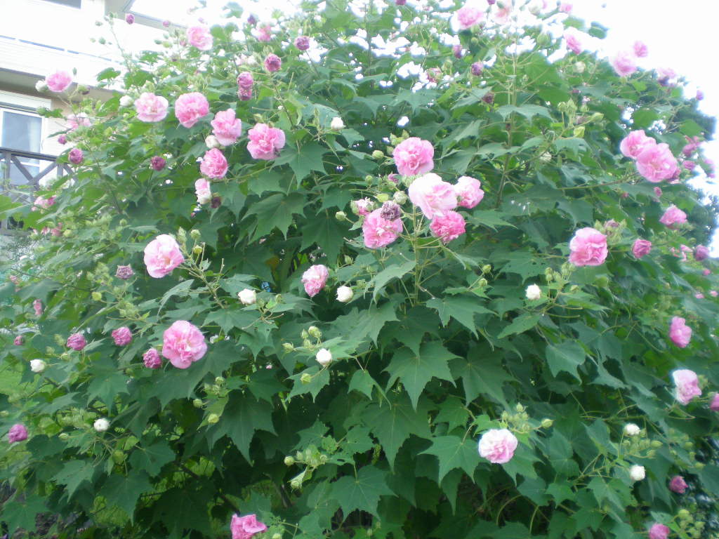 2008年9月25日(木)心ちゃんが愛ちゃんに・・・!_f0060461_15223036.jpg