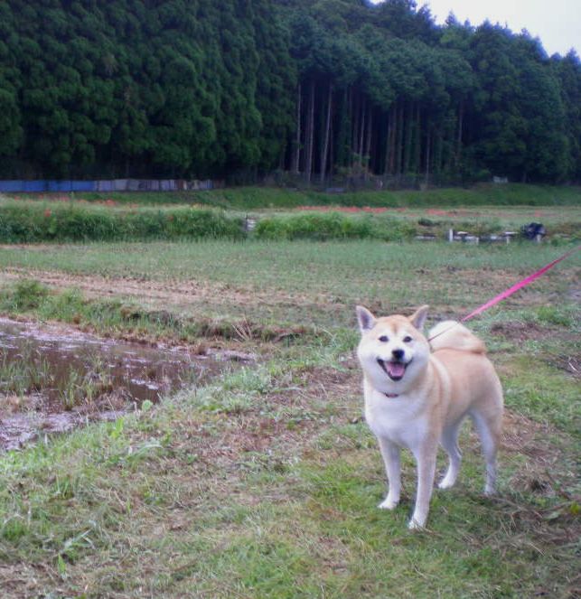 ２００８年９月２５日（木）心ちゃんが愛ちゃんに・・・！_f0060461_1594459.jpg