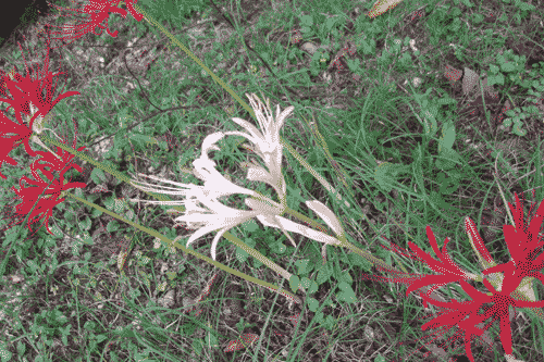 a0086067_6415723.gif