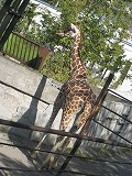 c0148270_2155611.jpg