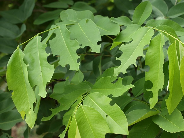 b0135573_15324041.jpg