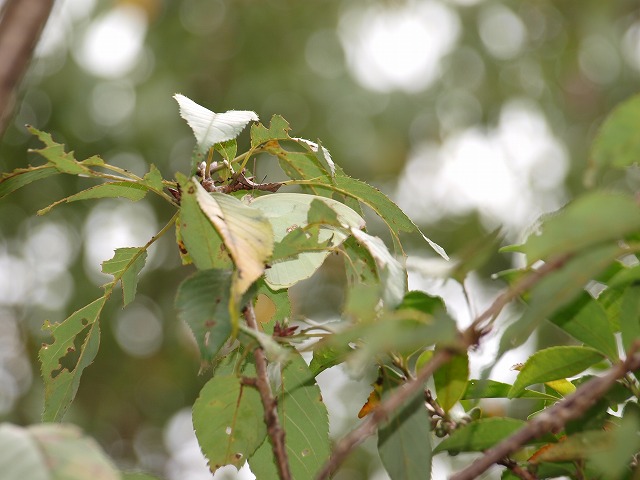b0135573_15335761.jpg