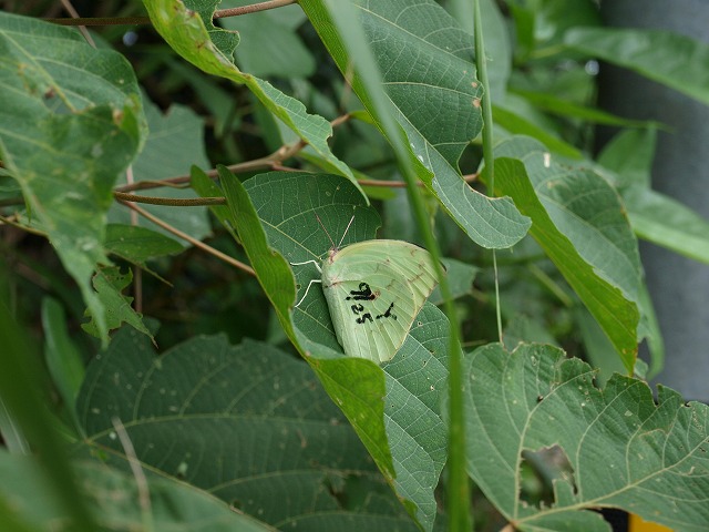 b0135573_15341437.jpg