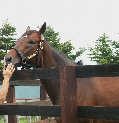 ツルマルボーイが種牡馬引退、乗馬に_b0015386_22183998.jpg