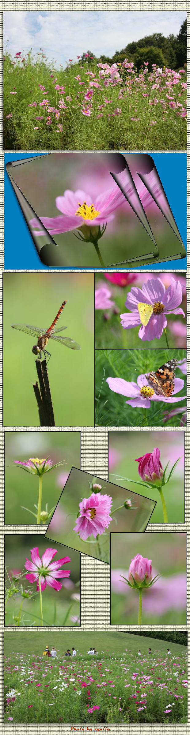 秋桜（国営丘陵森林公園にて）　　９月２５日（木）_f0164592_10542957.jpg