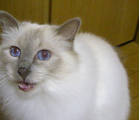a0045697_23344747.jpg