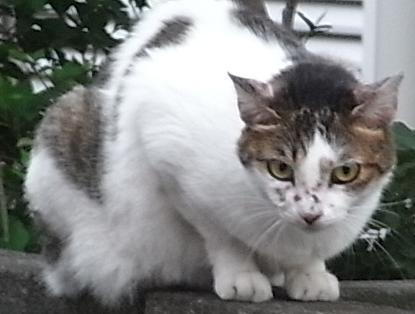ハナトラノオ_b0105897_20473287.jpg