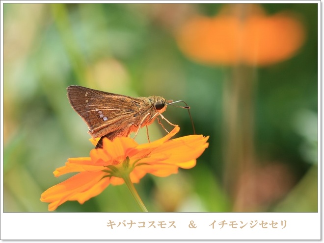 花と　蝶_a0057905_2135876.jpg