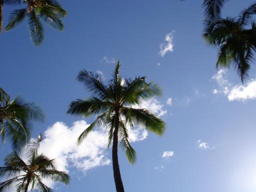 WAIKIKI　BEACH_b0139906_6535090.jpg