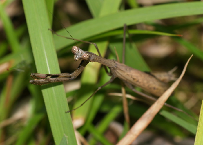 コカマキリ_c0116915_2241121.jpg