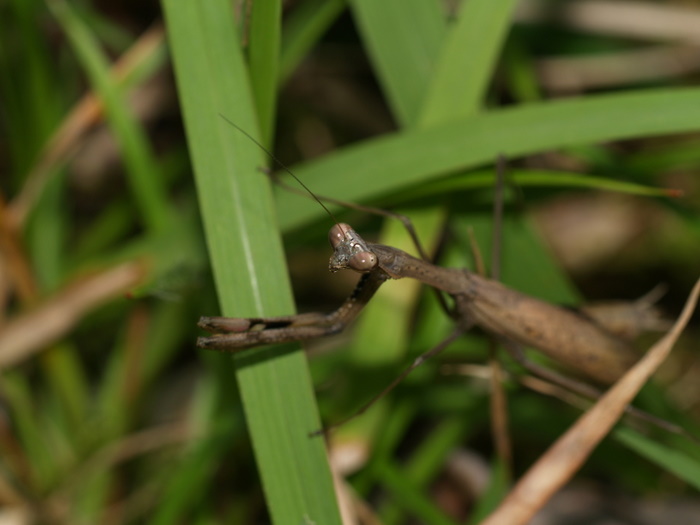 コカマキリ_c0116915_22414124.jpg