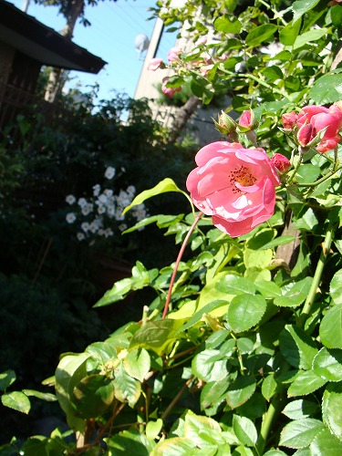 f0170524_15441058.jpg