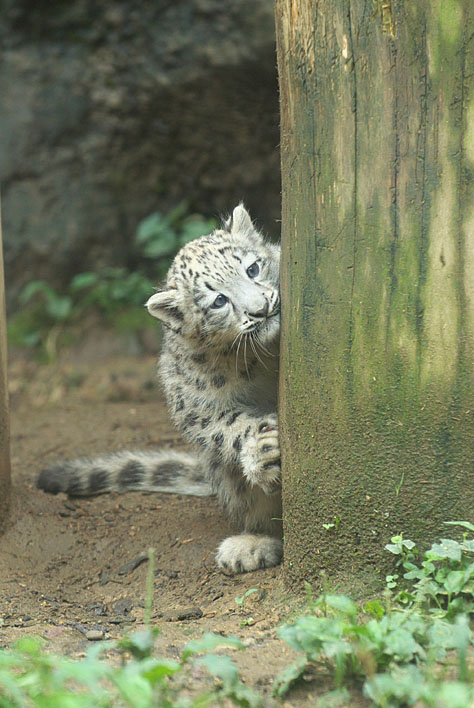 子ユキヒョウタイムズ～08/09/15　第6号 _a0091329_20571348.jpg