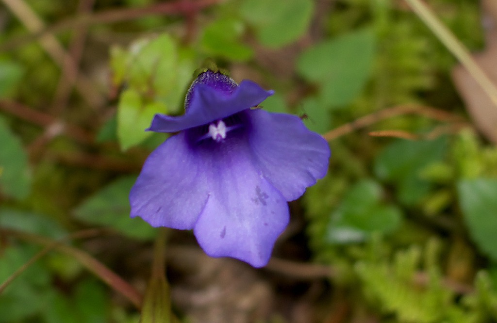 d0053930_736294.jpg