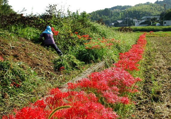 　　花のある風景_b0093754_0154876.jpg