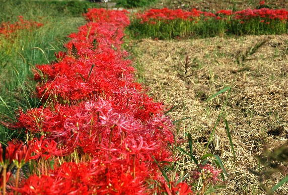 　　花のある風景_b0093754_0155994.jpg