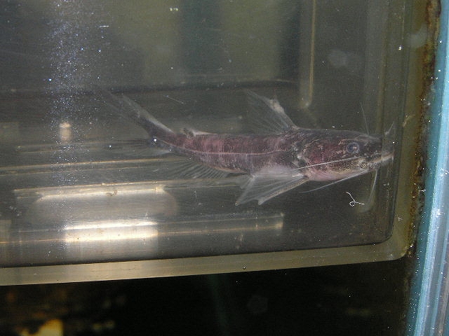 ワラゴーの小型版 リミックス名東店熱帯魚