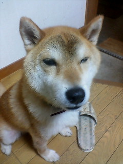 ぼへー ウルトラ ワン 柴犬ケンちゃん