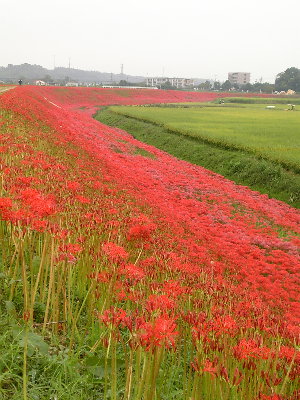    　　　　☆　矢勝川の彼岸花が見頃を迎えています　☆_f0181173_15323978.jpg