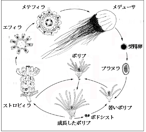 エチゼンクラゲ いくさびと