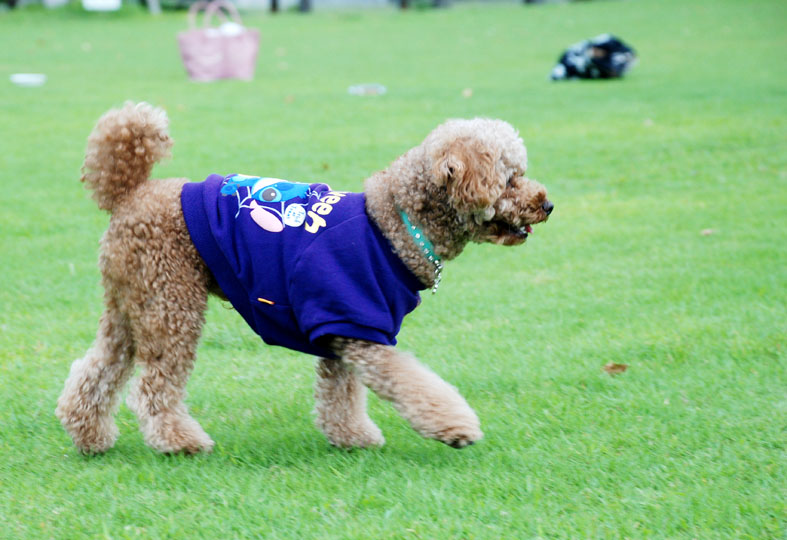 ten poodles in jazz_f0146388_9111793.jpg