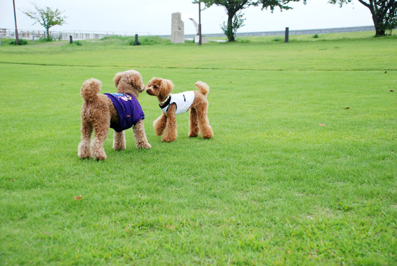 ten poodles in jazz_f0146388_91187.jpg