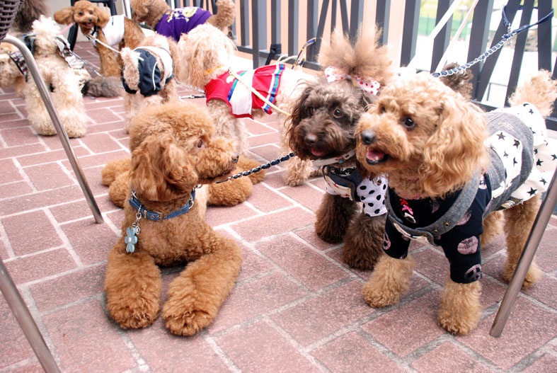 ten poodles in jazz_f0146388_995050.jpg